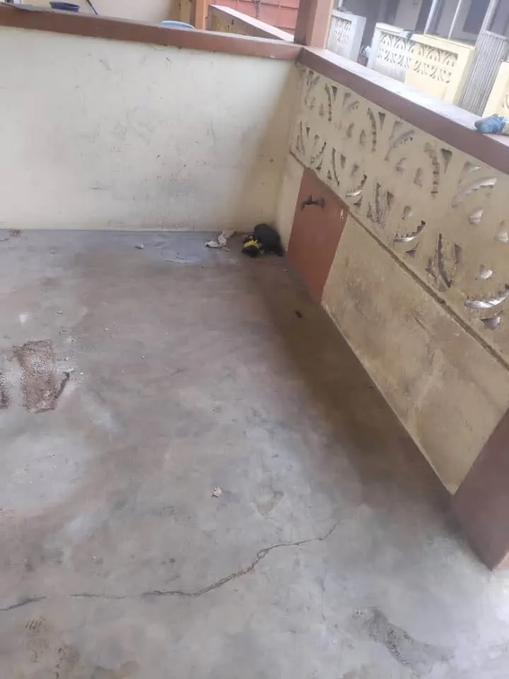 CHAMBRE SALON` WCD INTERNE TERRASSE DALLÉE CARROLER, AGOE ASSIYEYE COOL CATCHÉ, photo 2